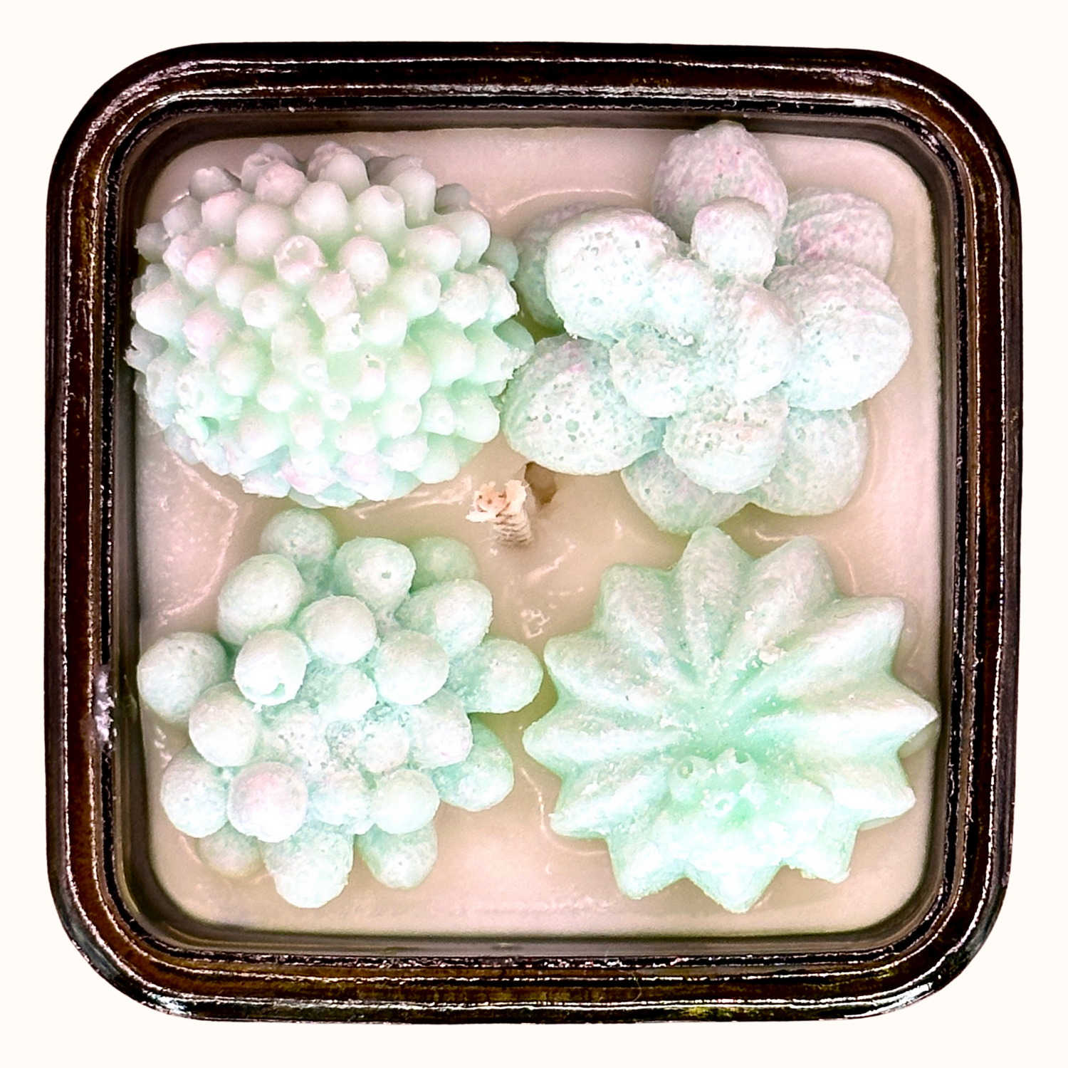 Eucalipto - Eucalyptus