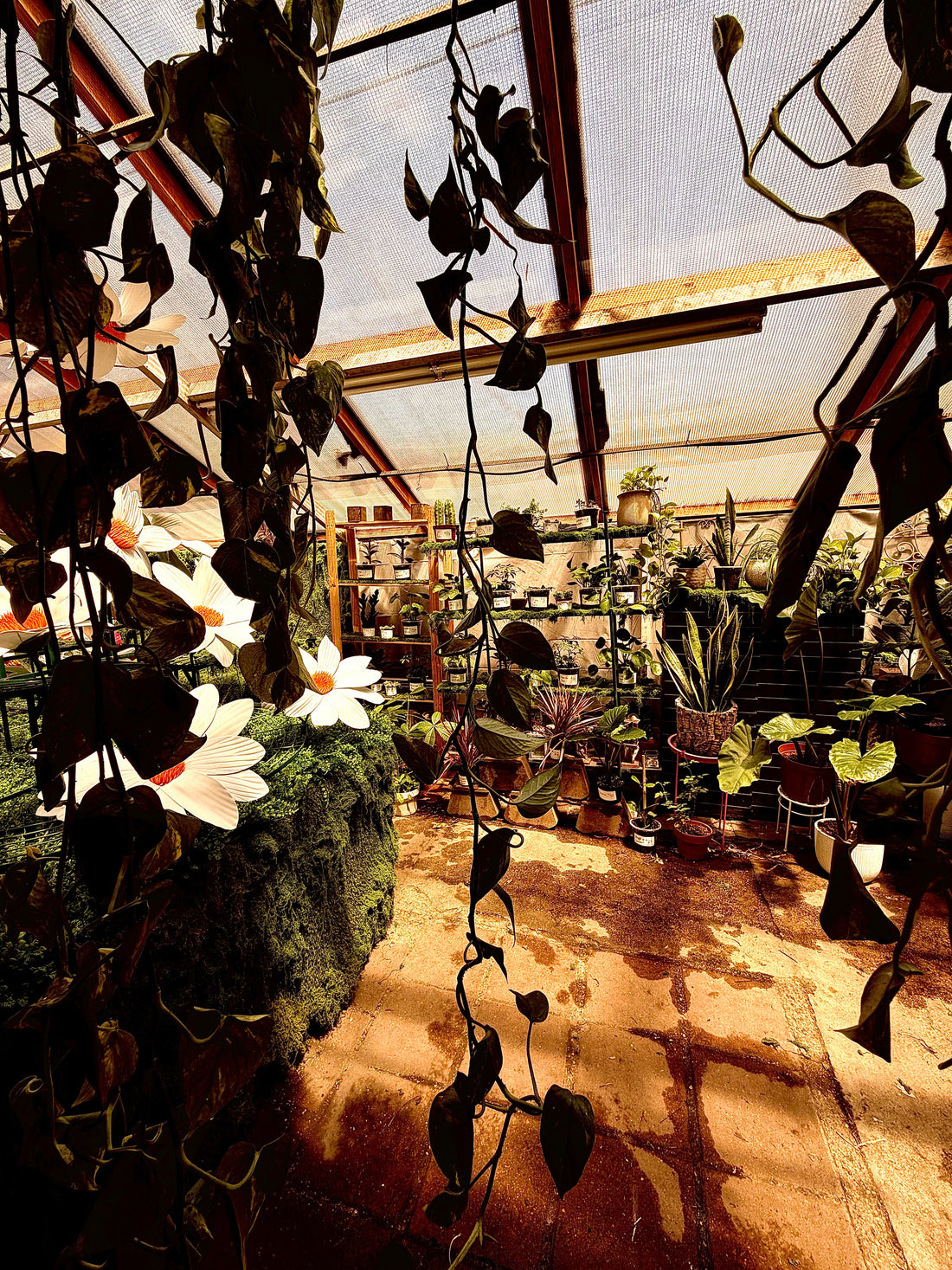 LAVELAA: Greenhouse