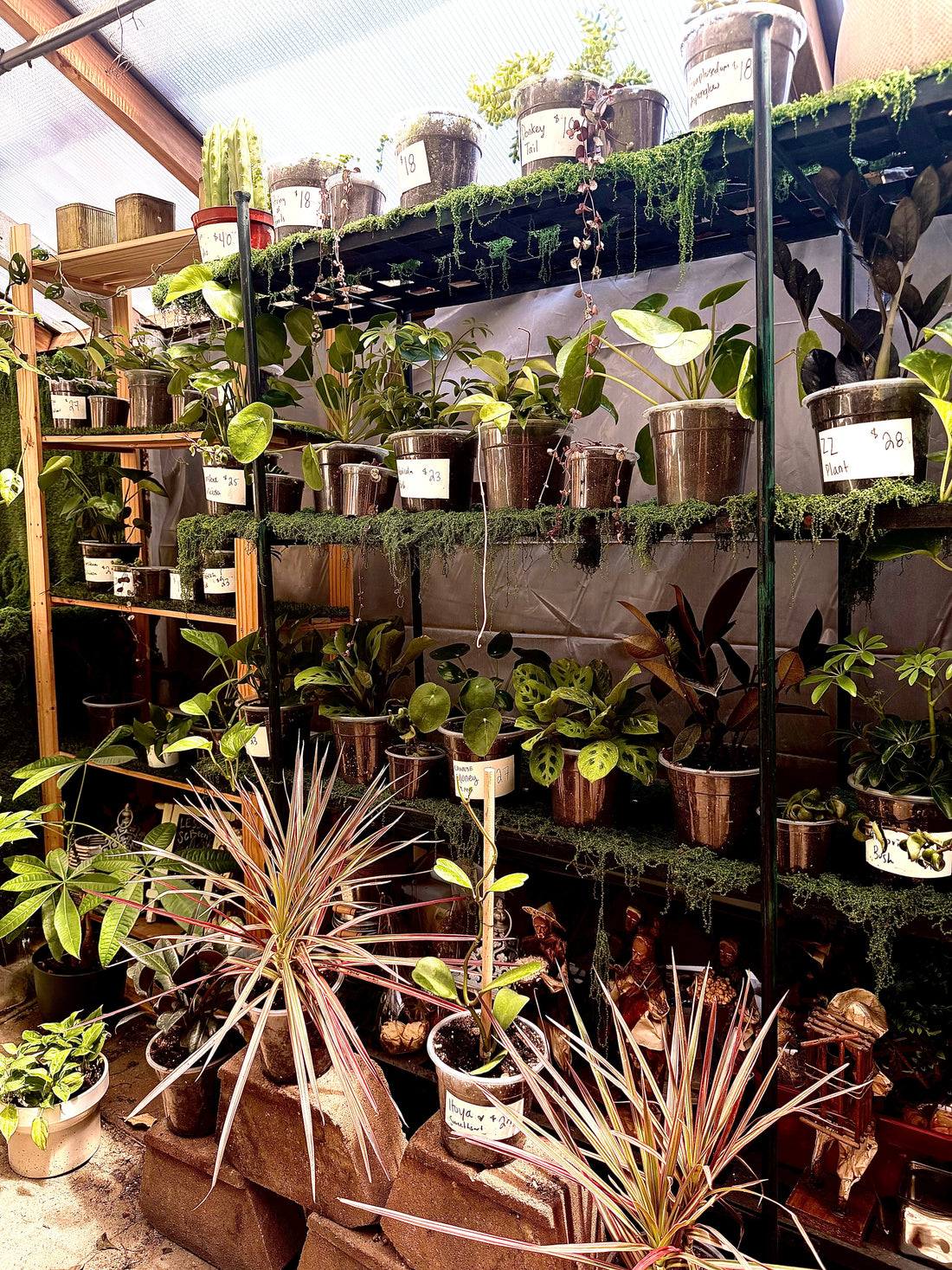 Plants in the Greenhouse
