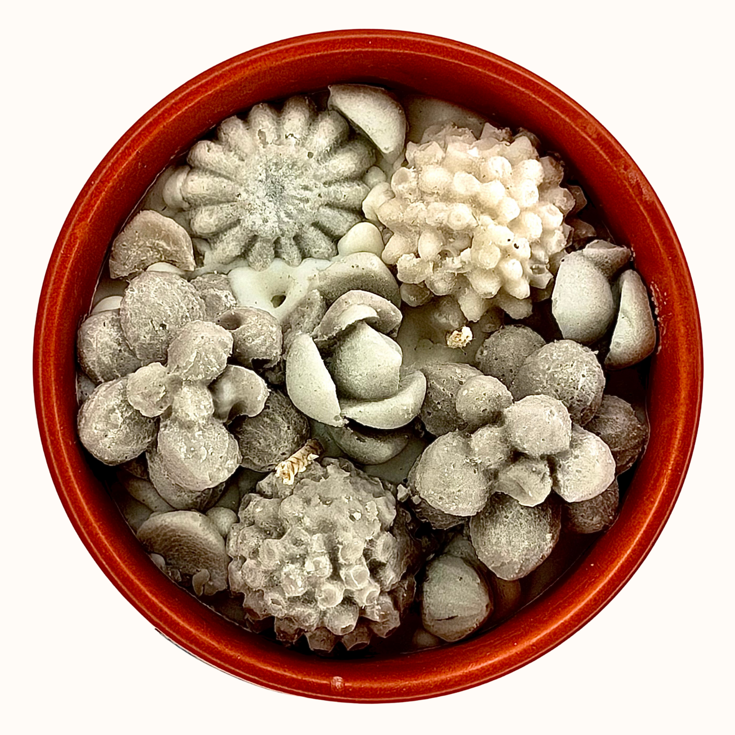 Enoki Two Wick