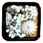 Enoki One Wick