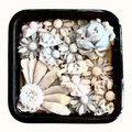 Orquidea One Wick